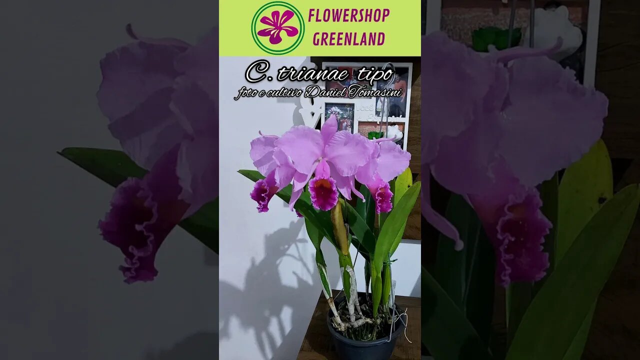 TOP 10 ORCHIDS | CATTLEYA TRIANAE FROM DANIEL TOMASINI | # LIST 5 | #SHORT