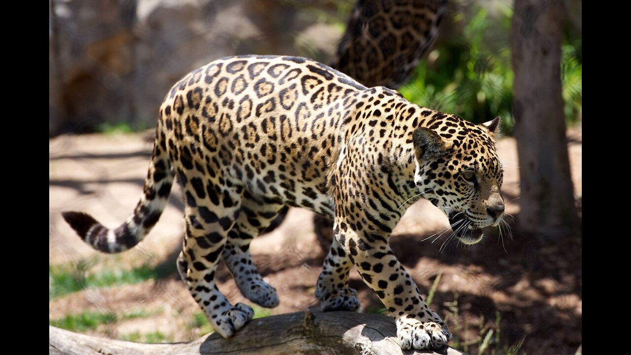 Crazy wild life Leopard amazing near miss