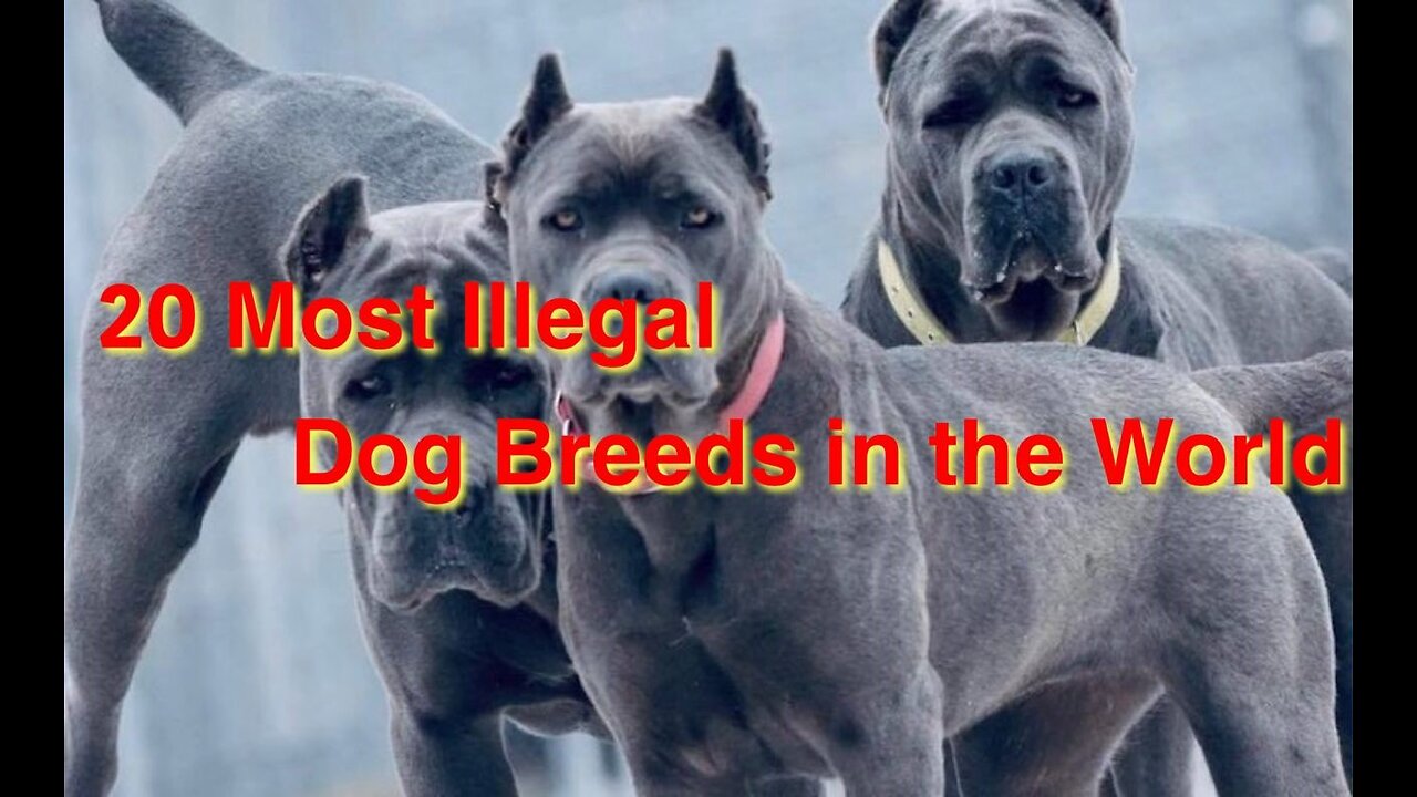 20 Most Illegal Dog Breeds in the World