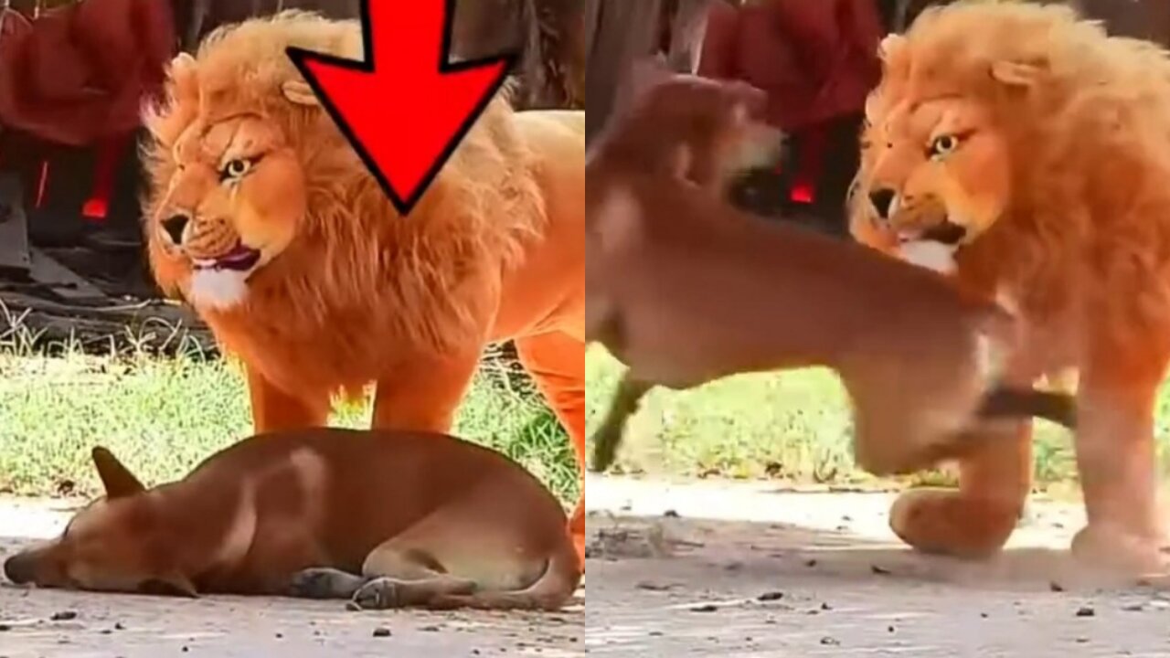 Dog scared of fake lion || very funny video.