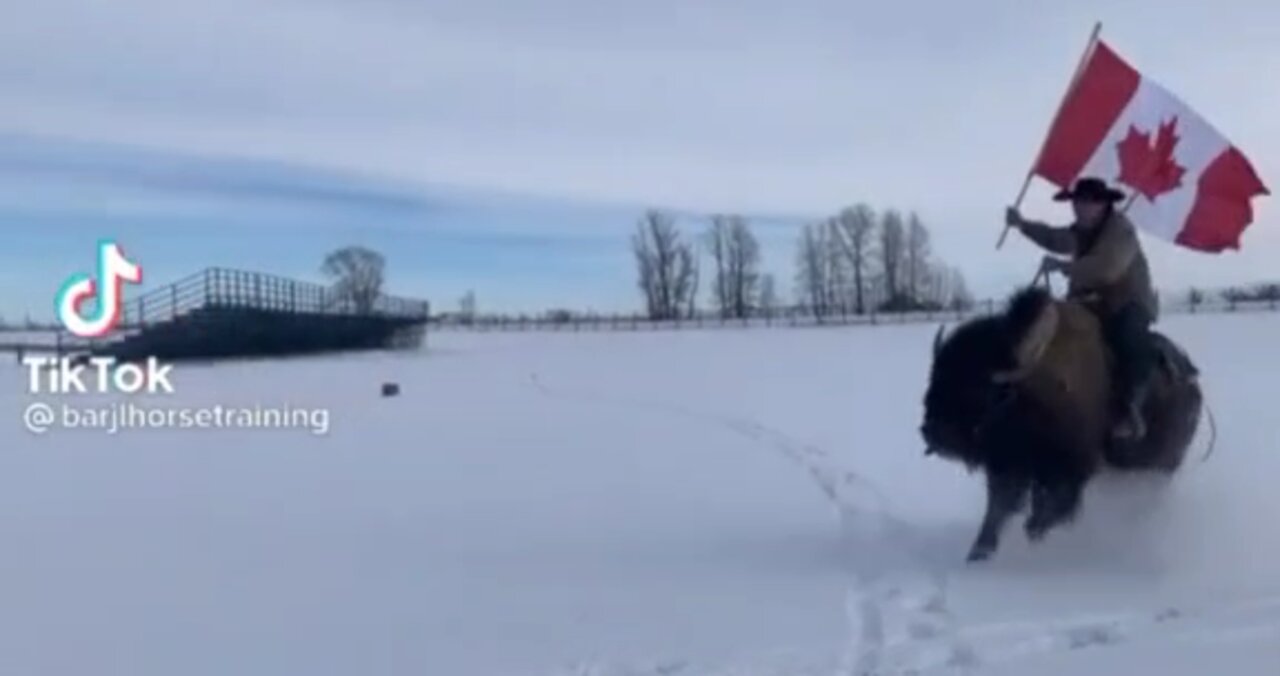 Canadian bison