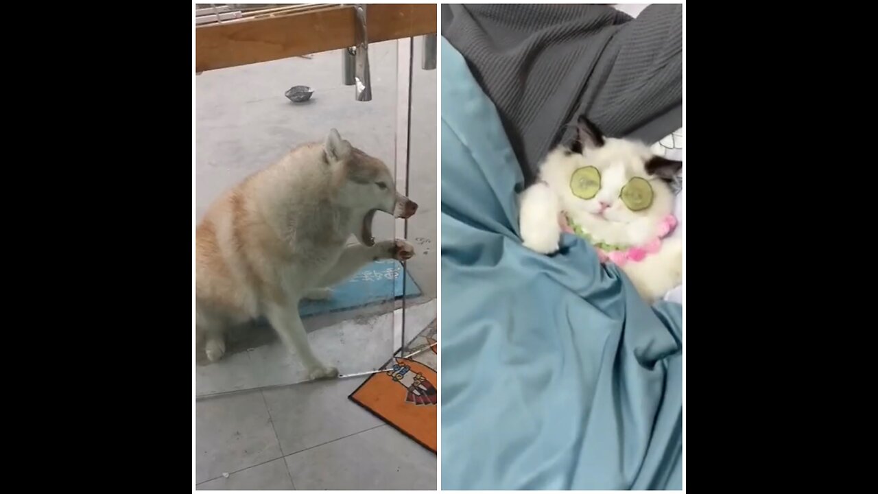 Best Funny Dogs And Cats Videos😂