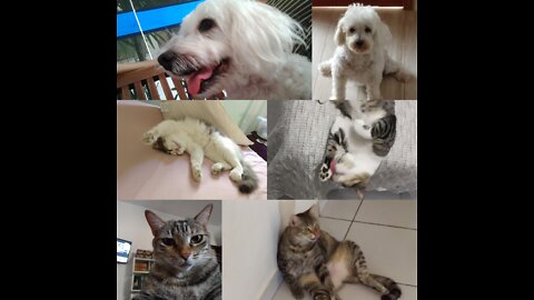 MyPets - My 4 legged furry children #pets #kitten #puppy