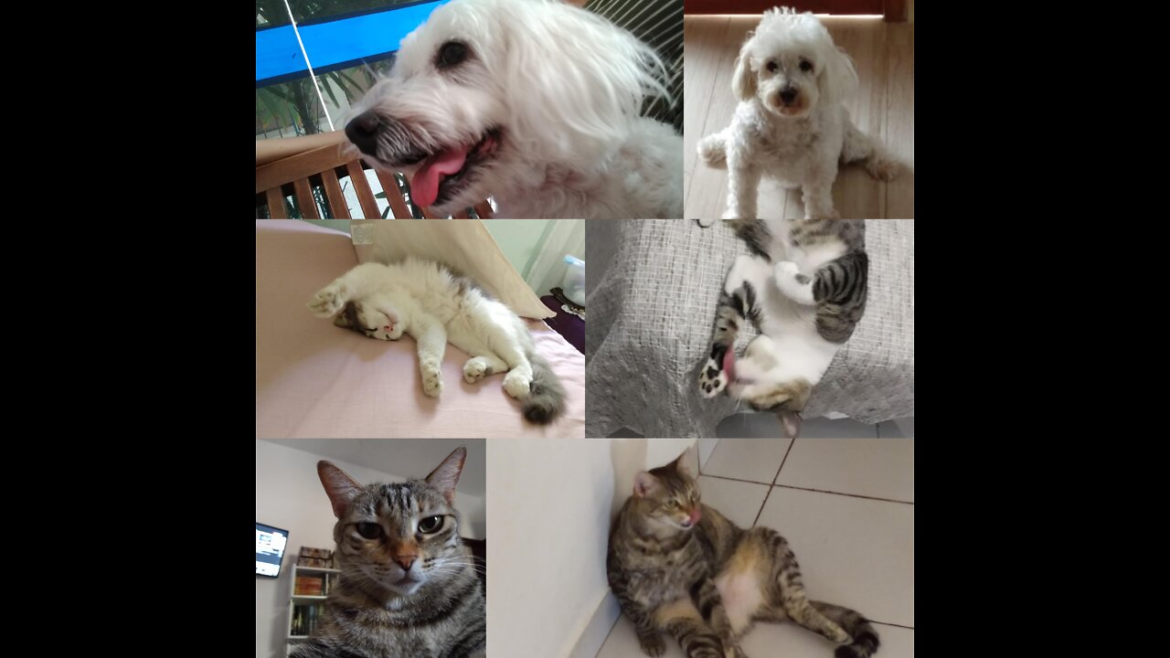 MyPets - My 4 legged furry children #pets #kitten #puppy