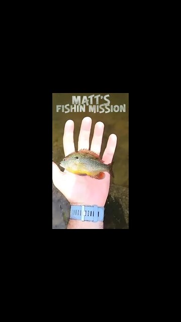 Fun multi-species day in an Ohio Creek (short version)
