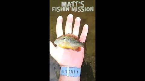 Fun multi-species day in an Ohio Creek (short version)