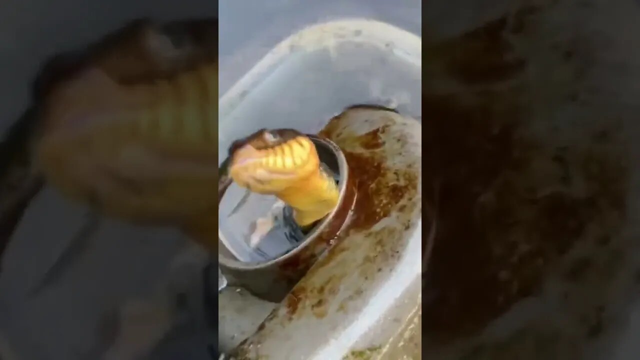 You won’t believe what this pump sucked in … #snake in the #aquaponics