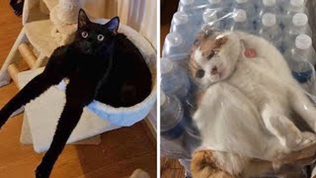 Funniest Animals videos 2023/funny cats videos 2023