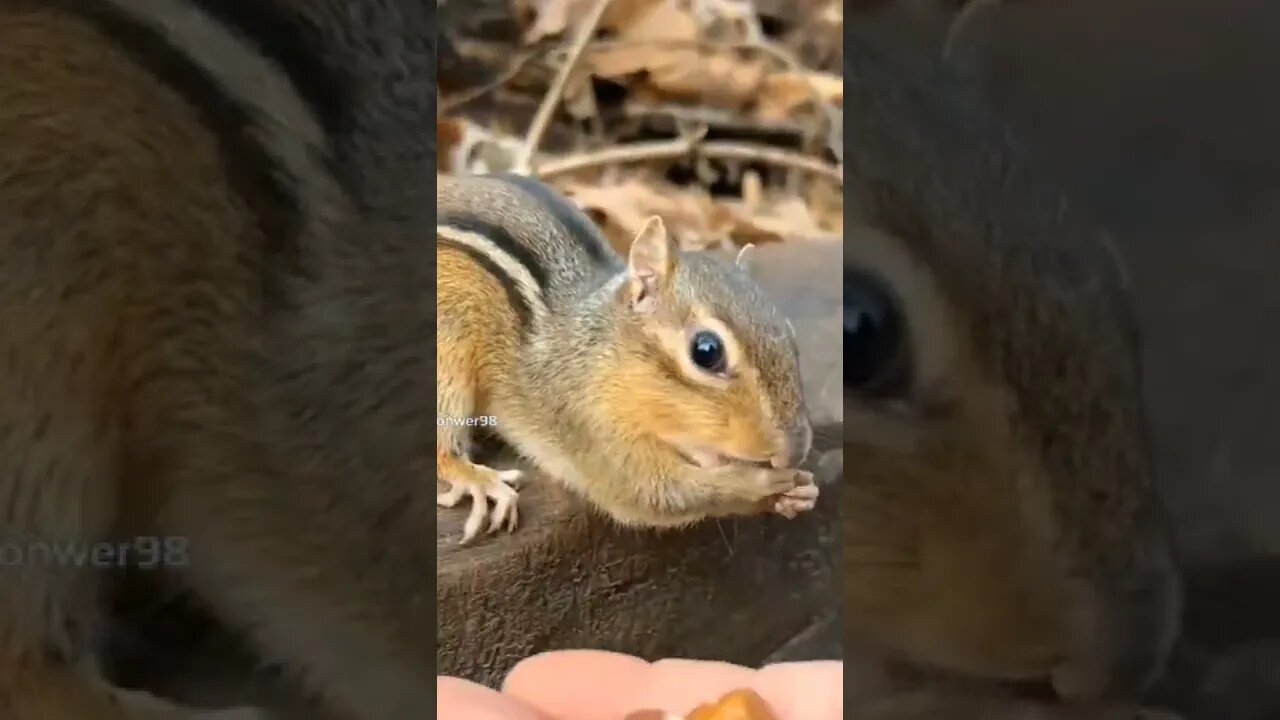 Cute chipmunk 🥰🥰