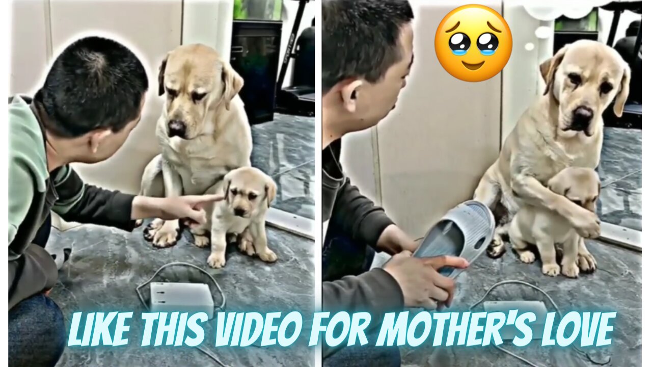 Like this video for this mother's love | Cute Dogs