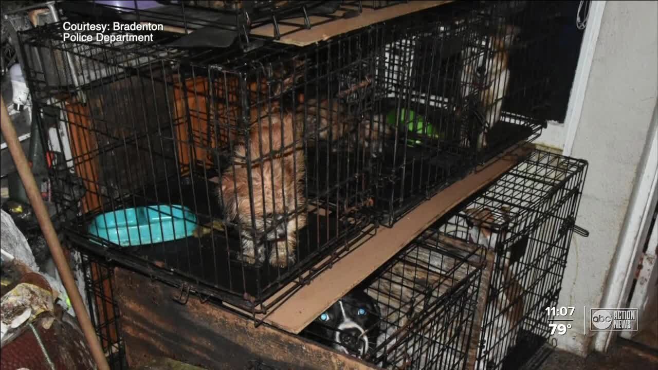 Police: 14 neglected dogs rescued from Bradenton home