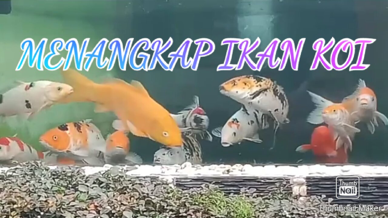 MELIHAT IKAN, MEMANCING IKAN,MENANGKAP IKAN