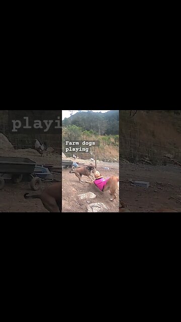 Farm surveillance. Farm dogs play