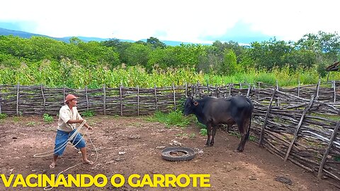 VACINANDO O GARROTE NO CURRAL | RAIZES DO REI | BRASIL BR