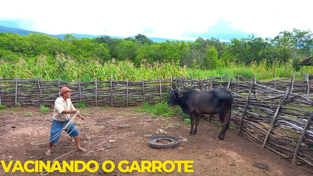 VACINANDO O GARROTE NO CURRAL | RAIZES DO REI | BRASIL BR
