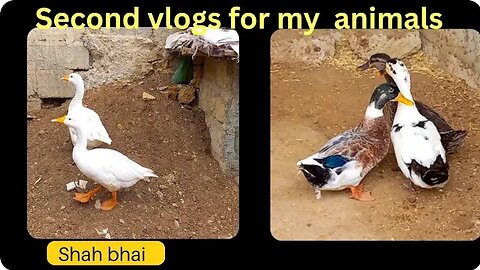 #second vlogs for my animals🐵🐔🐶🐷#8october #2023 #ducks #cow &#aj ma raj hans ko khana daya ho 😂😂😂😂😂