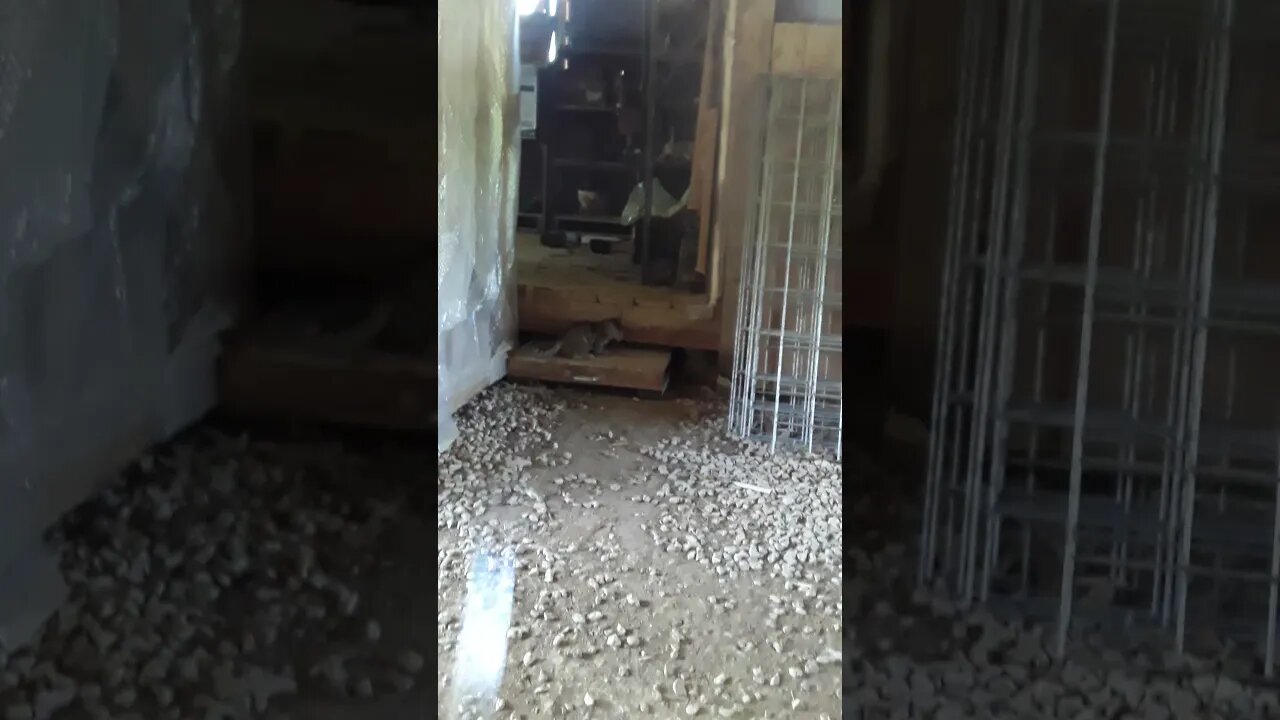 Letting Kittens out for the first time