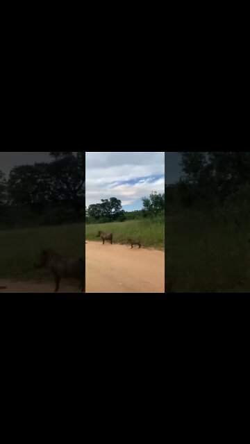 família de javalis se livraram da morte😱😱