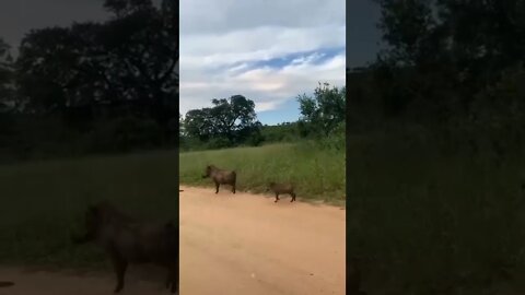 família de javalis se livraram da morte😱😱