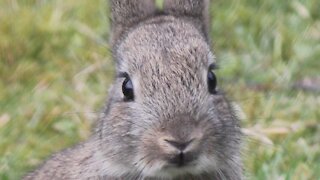 Feral Bunnie Busting - Controling declared vermin on your farm