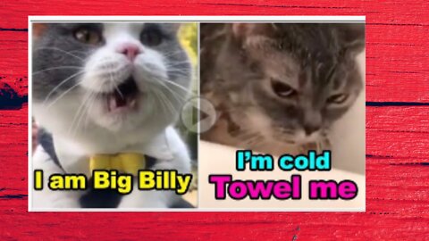these cats can speak english better than hooman