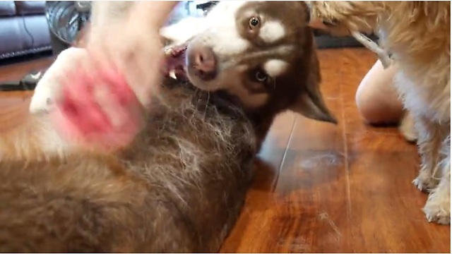 Siberian Husky really enjoys being brushed