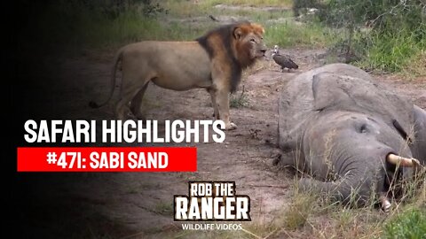 Safari Highlights #471: 16 - 20 April 2017 | Sabi Sand Nature Reserve | Latest Wildlife Sightings