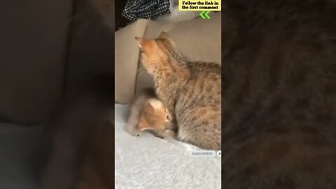 cute cat videos 😹 funny videos 😂 678 😻 #shorts #shortsfunny #cutecat #catvideos #catsfood #catscare