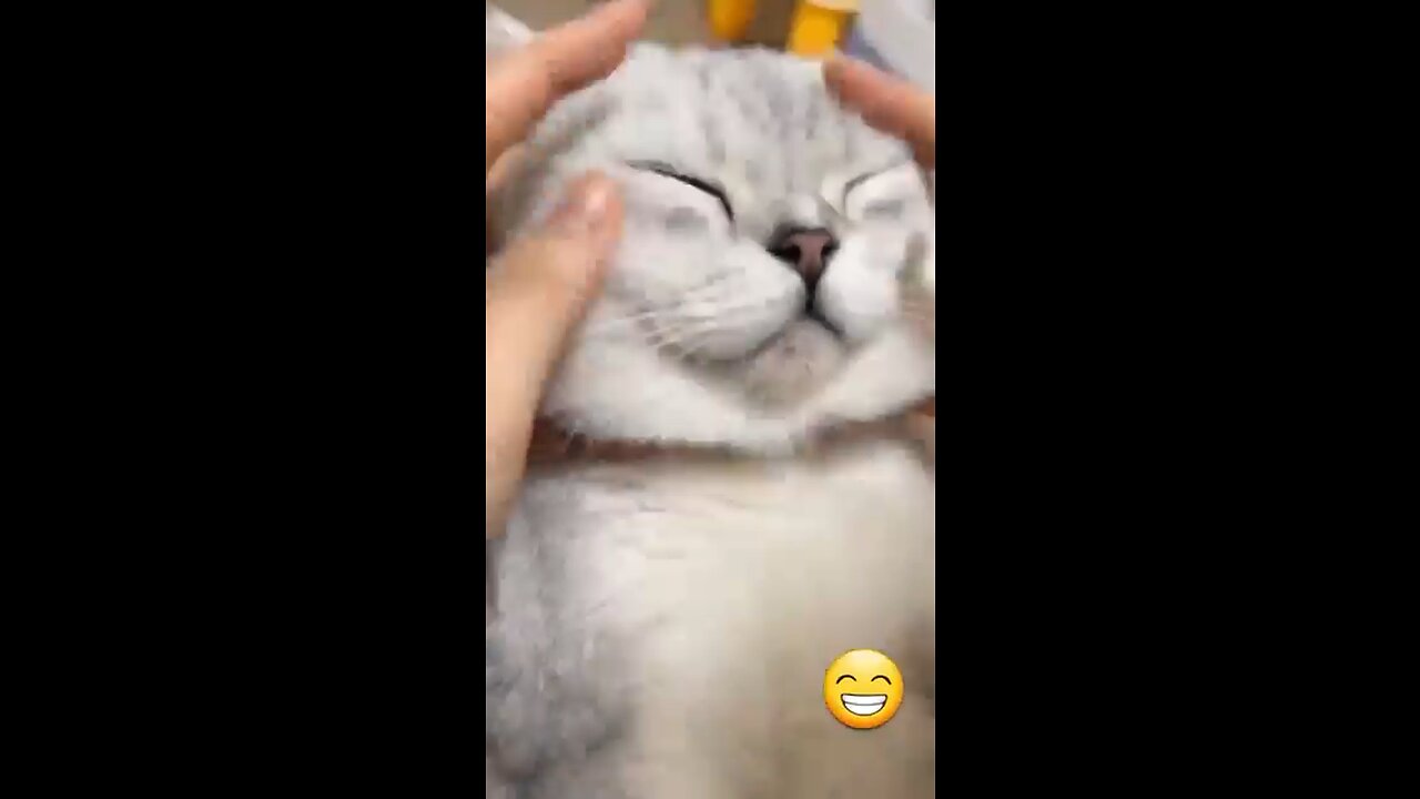 Funny cat video ❤️🥰