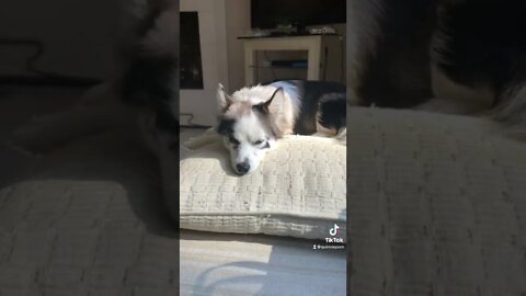 I’m taking a nap here #nap #pomsky #husky #pomeranian #cute #dogsofyoutube