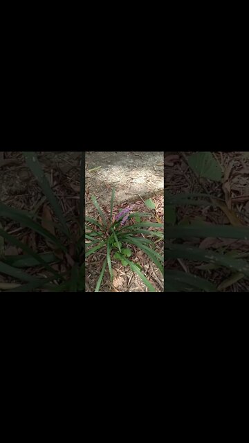 pretty purple flowers in grass