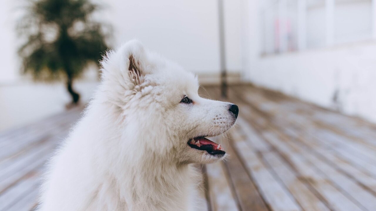 TOP 10 White Dog Breeds And Behavior