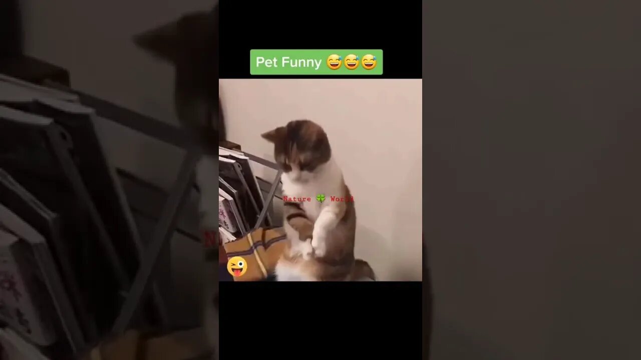 मजेदार जानवर है यह सारे🤣Funny Pets 2022