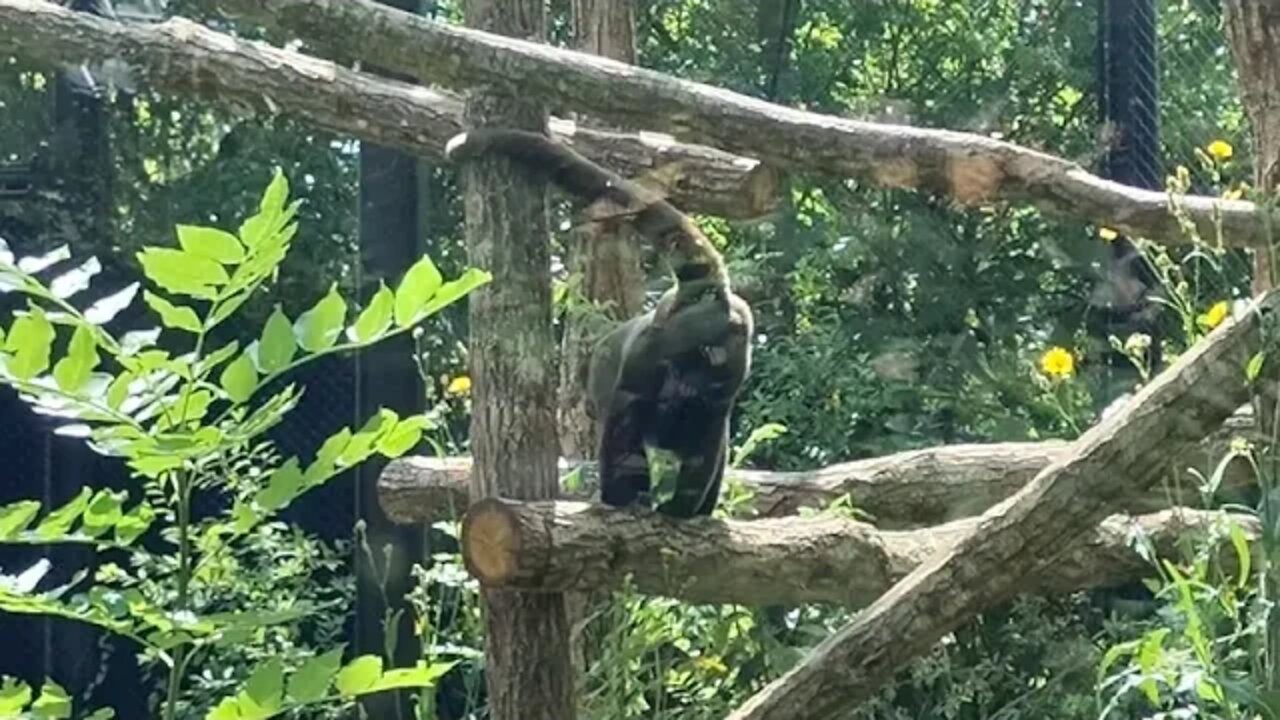 Part 5 - Ma Visite au Parc Zoologique Paris 🙋🏻‍♀️🎥❗- Le Singe 🐒 Laineux 💜