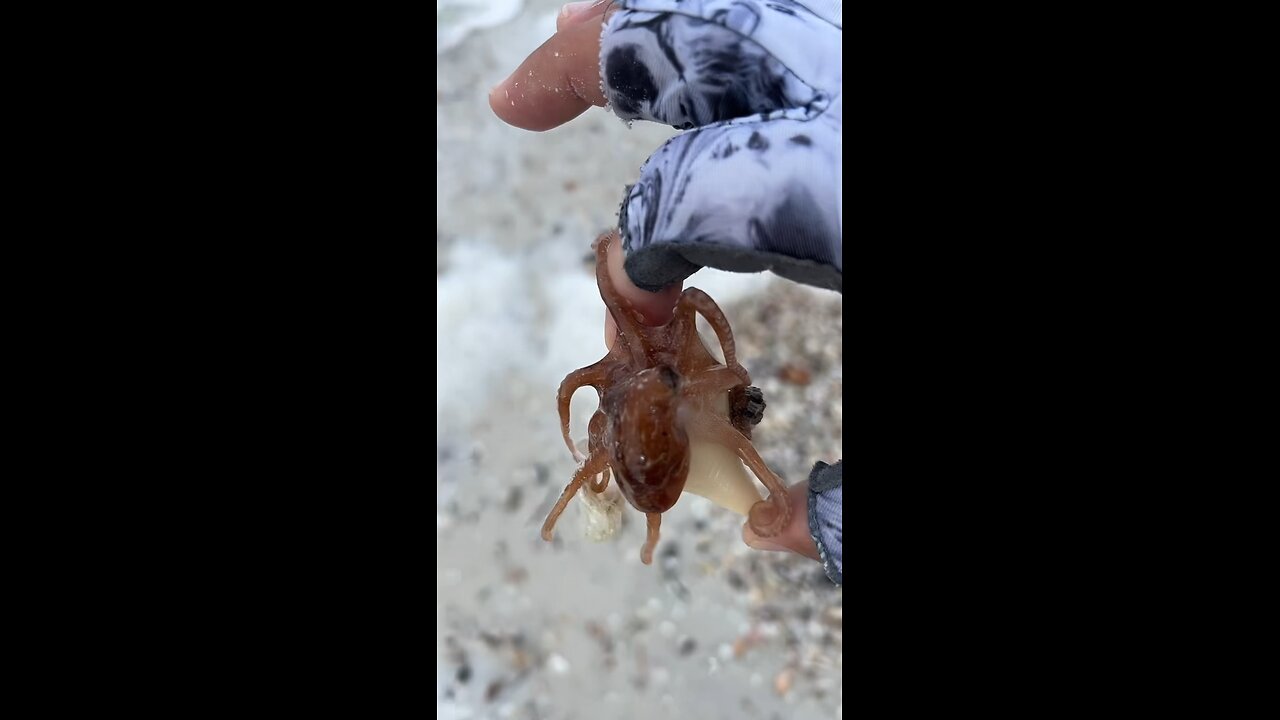 Livestream Highlights - South Beach Shells, Octopus & Biting Scallop!