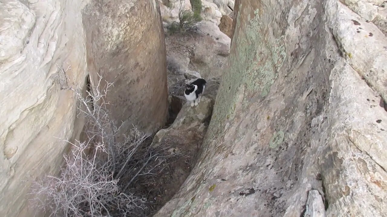 Our Cats #30: Tiny Pasha the Cat Conquers Tall, Vertical Cliff