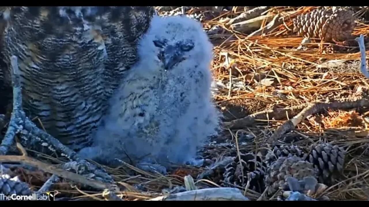 An Owlet Close-up 🦉 3/7/22 08:32