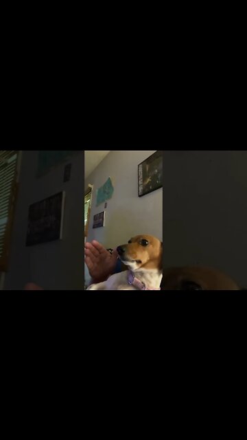 Dog, why are you licking my hand?