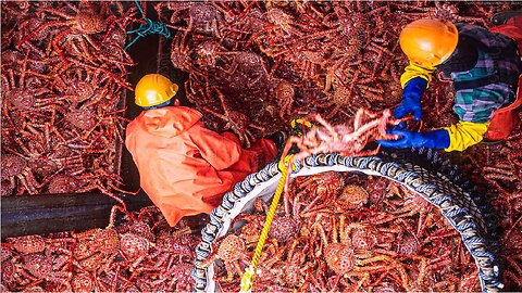 How to Earn Millions $ from Catching King Crab 🦀 - Inside Modern King Crab Processing Factory