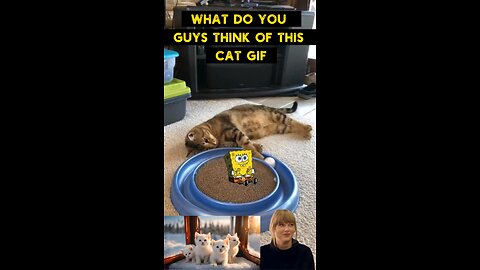 Cute Cat Gif