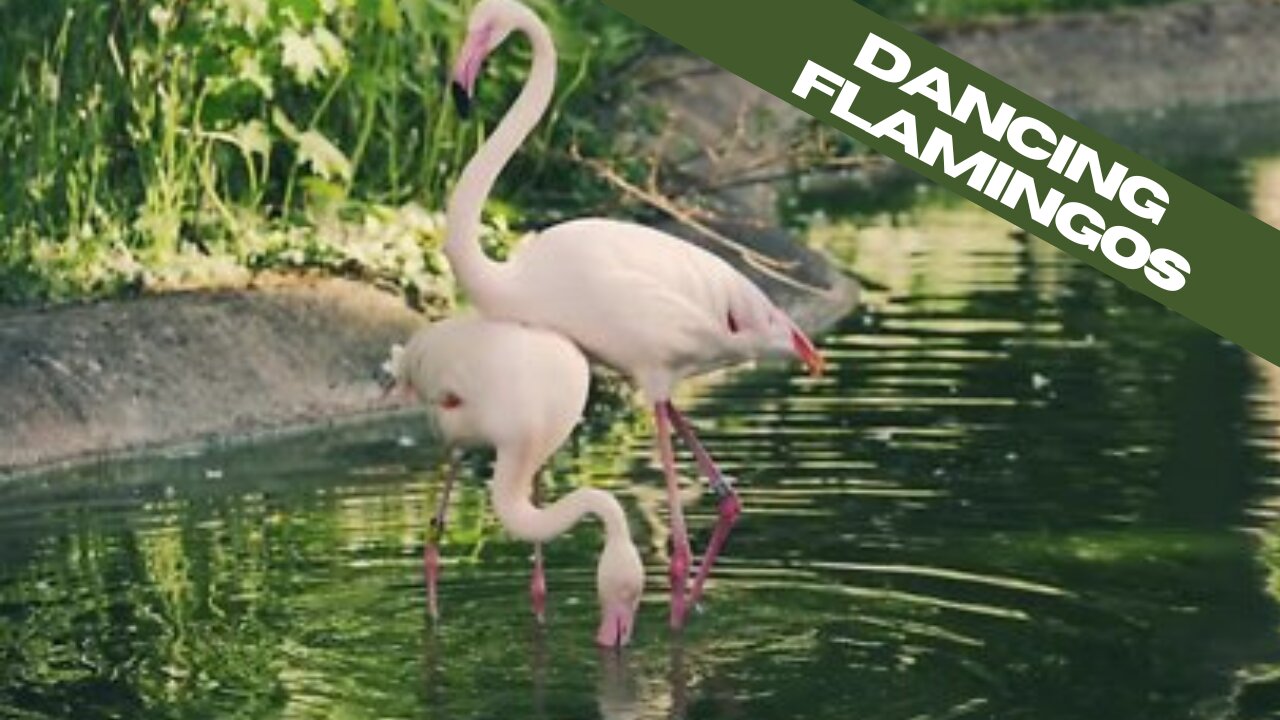 Dancing flamingos