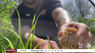 Midwest morel mushroom season is in full swing