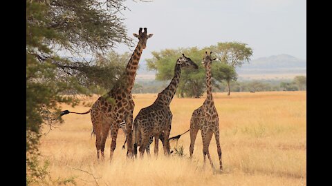 Serengeti - Tanzania Safari