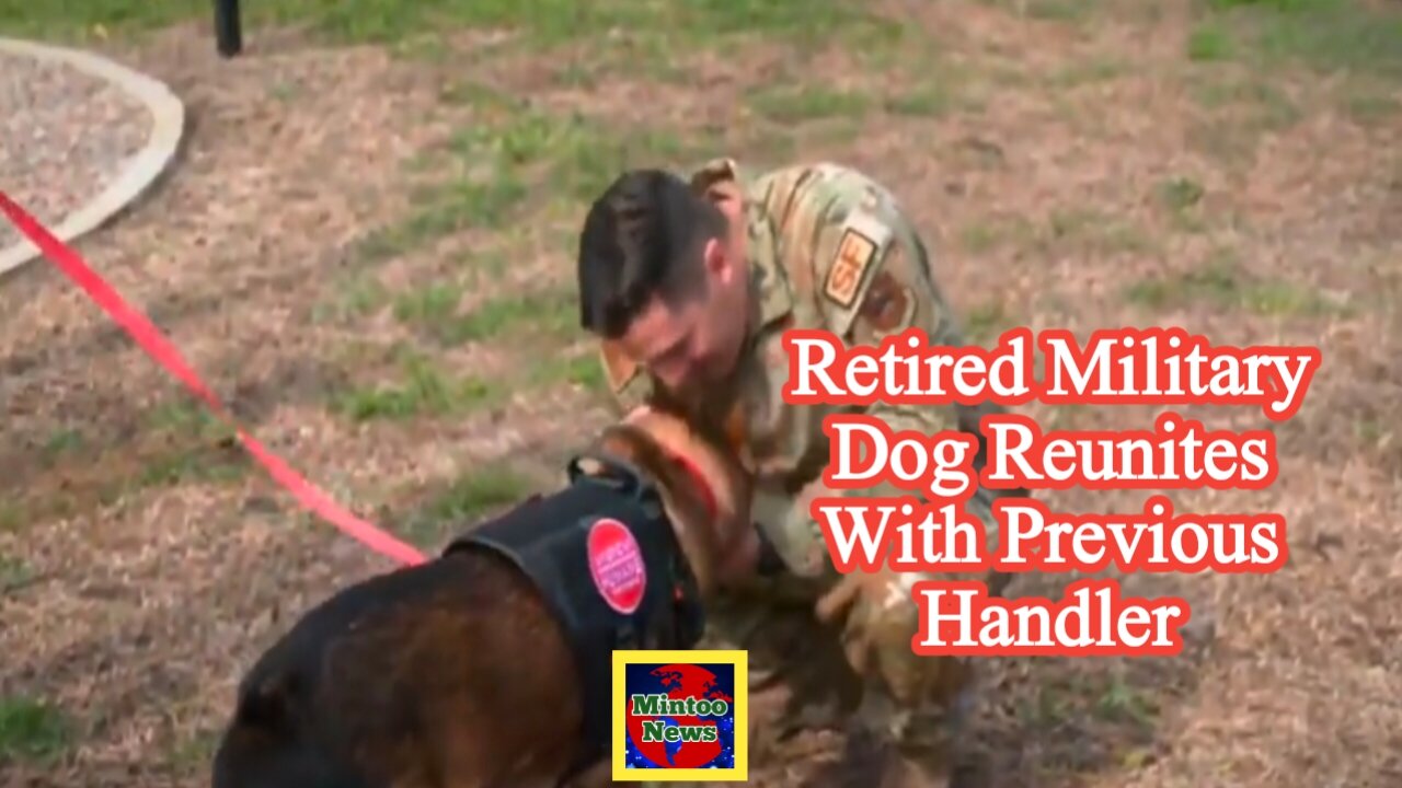 Retired military dog reunites with previous handler