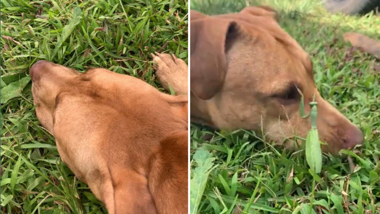 Annoying puppy game with the smallest green animal