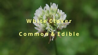 White Clover- Common Edible Wild Plant