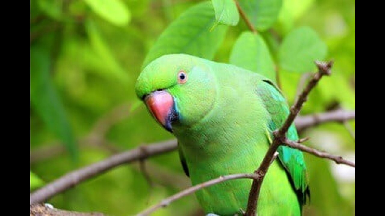 #parrot # talking parrot interacts adorably with Owner #cute #birds