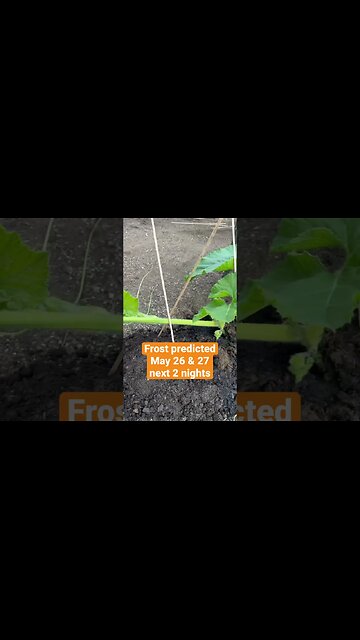 Giant Pumpkin Freak ! #puremichigan #giantpumpkin