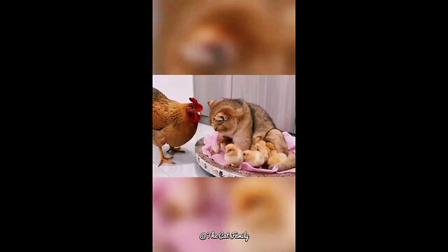 cat family