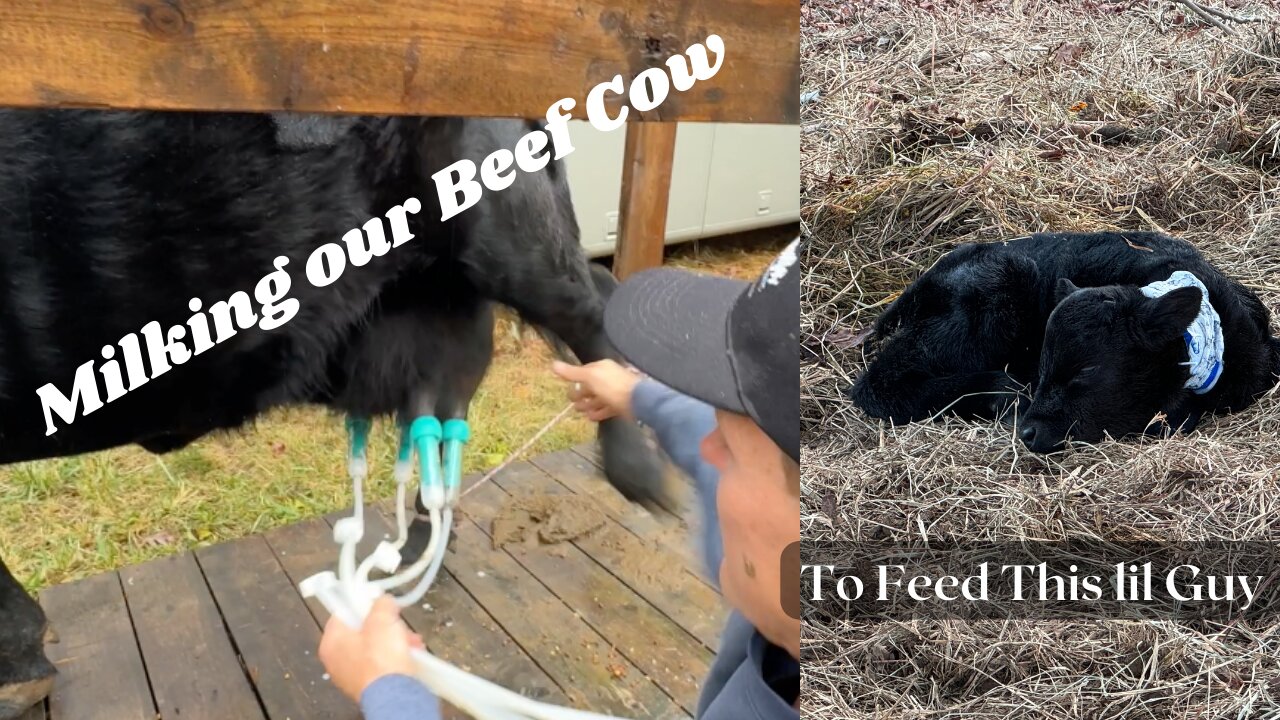 Milking our Beef Cow